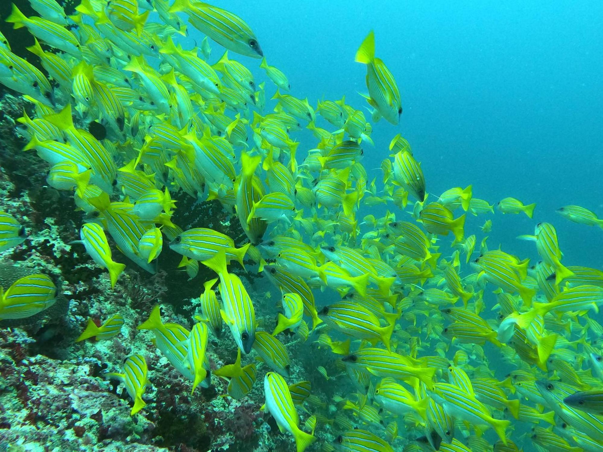 คามาดูอินน์ Kamadhoo ภายนอก รูปภาพ