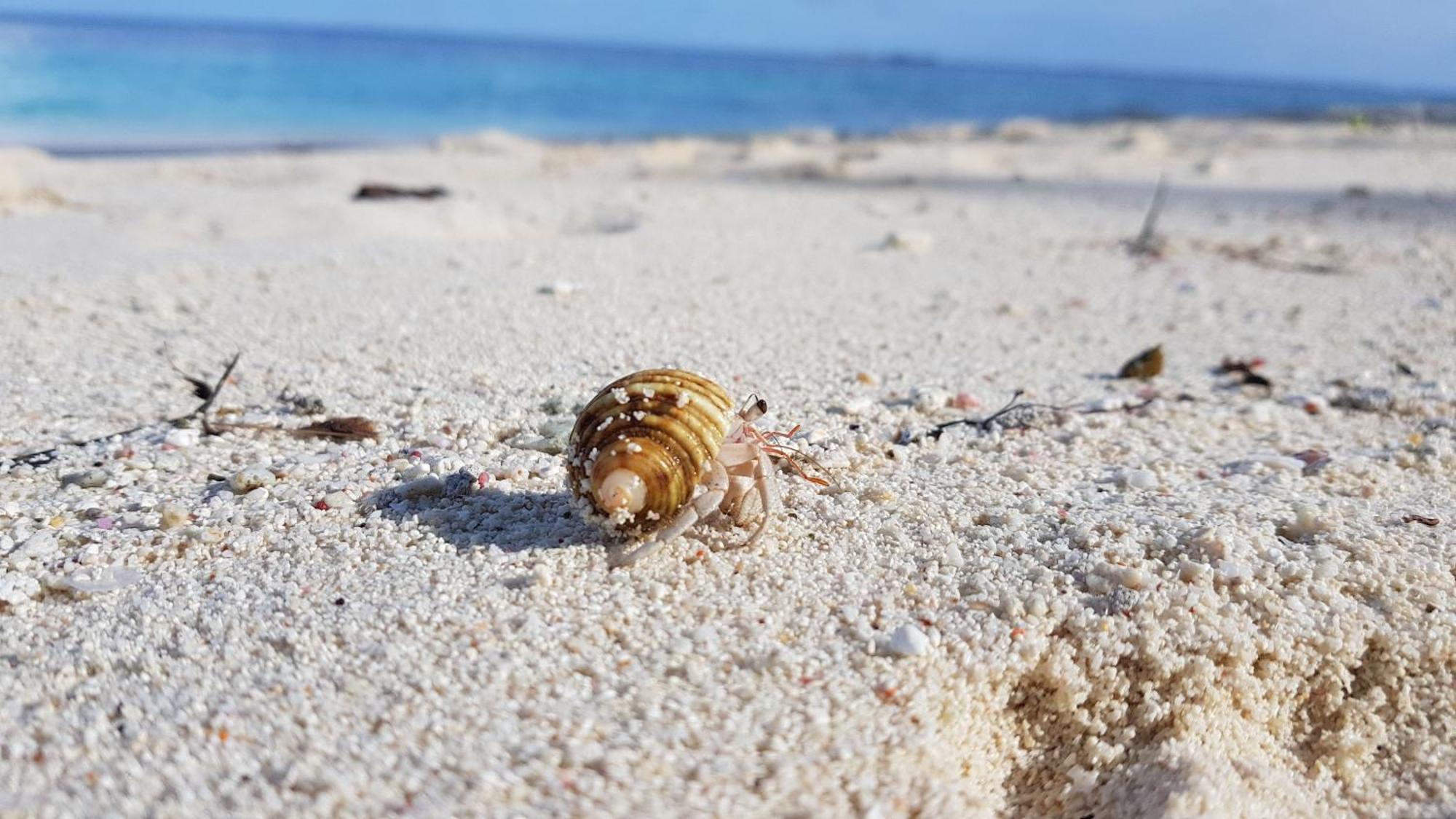คามาดูอินน์ Kamadhoo ภายนอก รูปภาพ